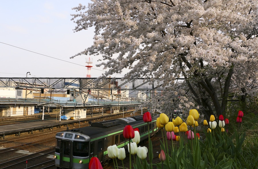 cherry_blossom_and_tulip