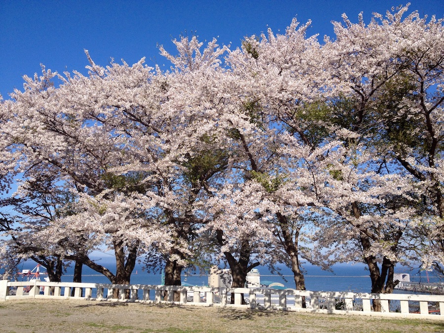 cherry_blossom_in_Otaru