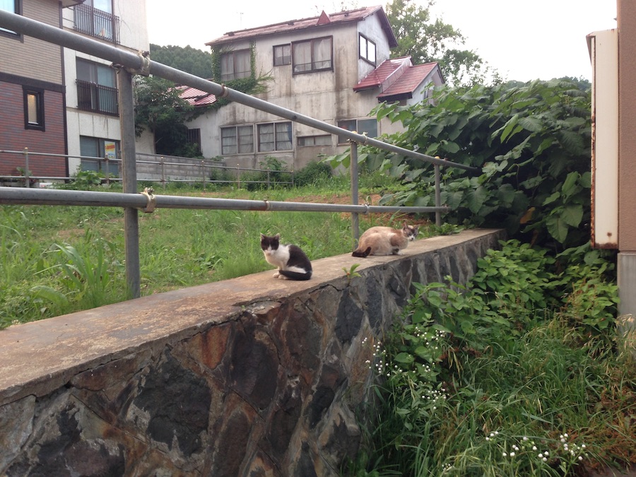 cats_on_the_wall